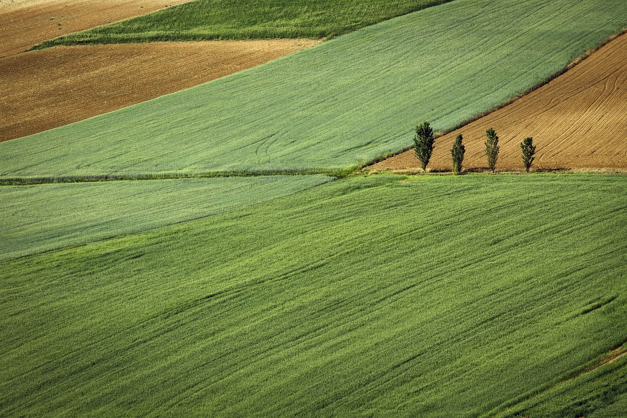Rolnictwo konserwujące – najważniejsze założenia